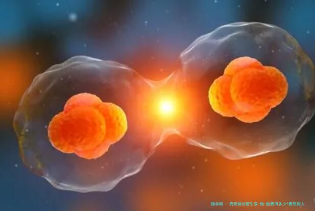 贵阳做试管生双-胞-胎费用多少?费用因人而异！