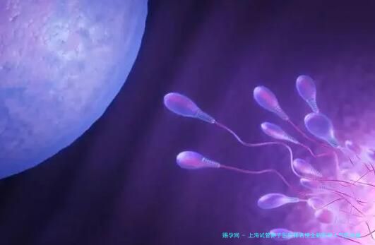 上海试管卵子医院排名榜全新医院人气医院盘点：附仁济医院、国妇婴等机构费用与对比及选择指南